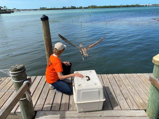 A release of one of many pelicans that find their way to the center in need of medical attention. Rehabilitated and released back home.