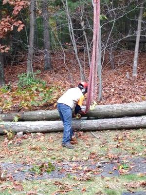 Cutting up a tree that we have recently taken down.