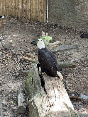 Eagle!  pretty cool, read the plaque on this Eagle. The wings are not clipped, they were rescued and would not survive in the wild.