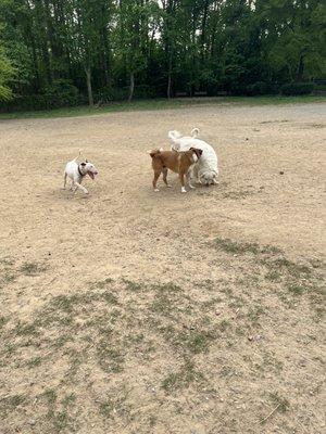 Our bear having lots of fun with friends