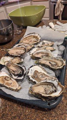 Pacific oysters :)