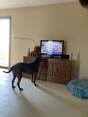 Watching Tv in kennel