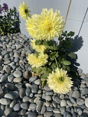 Dinner plate category Dahlia in color named kelvin flood light