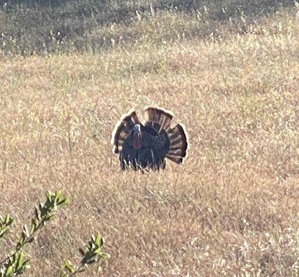 Coyote Lake Harvey Bear Ranch County Park