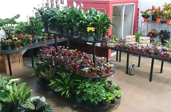 Kennicott South Bend also offers foliage and blooming plants, along with orchids, succulents and more!