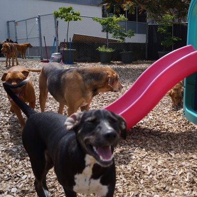 3 Dogs Boarding and Daycare