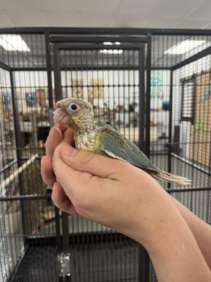 Baby Conure handfed by staff