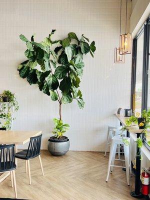 Fig tree and plants