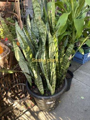 Snake plants