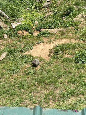 All kinds of wildlife from deck