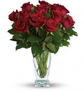 Rose Classique-Dozen Red Roses (T65-2A)