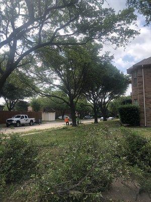 Tree Pruning in The Colony