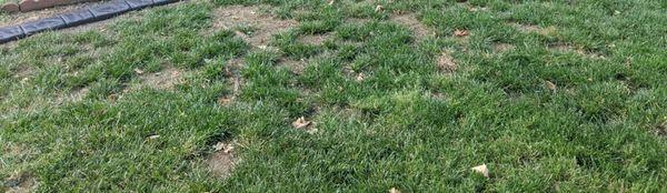 Dead grass spots