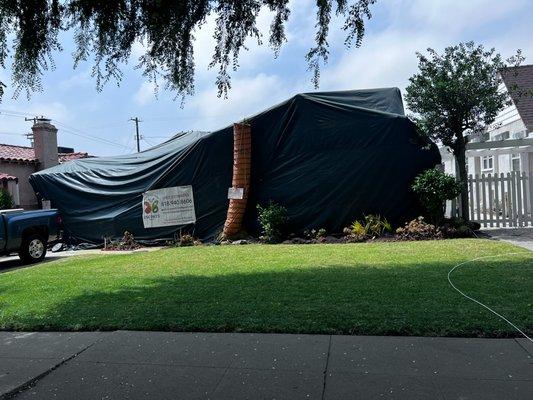 Tenting fumigation for dry wood termites