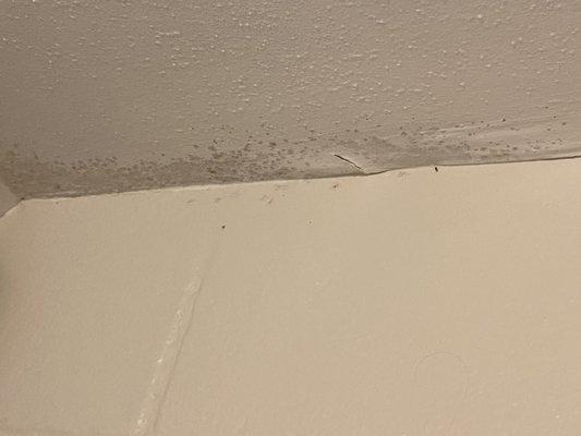 Mold. Failing ceiling.