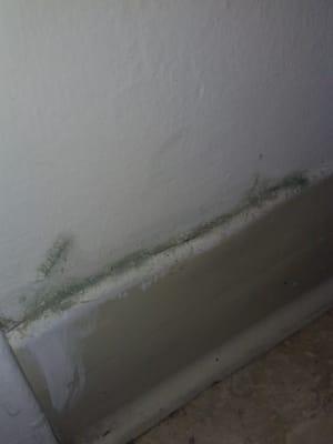 Kitchen has mold