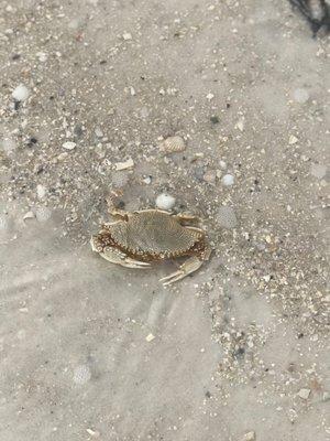 My new little friend Mr Crab