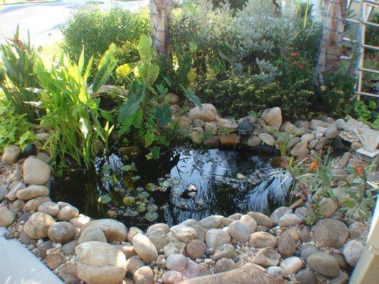 Pond Installation with Landscaping & Lights