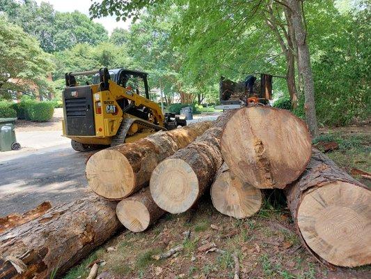 removing dead pines, ready to take them on the truck