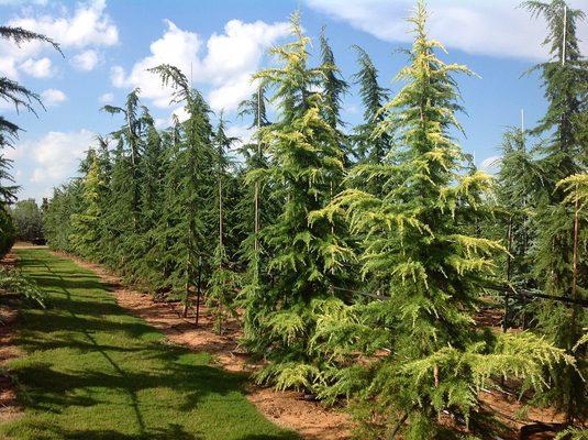 A row of deodars at the Scapes, inc. tree farm in mustang, oklahoma