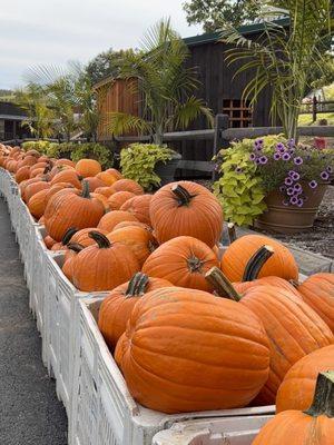 fall pumpkins