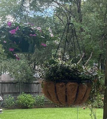 Baskets of plants put together by Green Oak