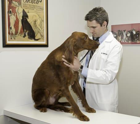 Dr. Guild and Woodward, his Irish Setter.