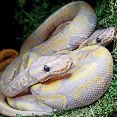 Banana Ball python