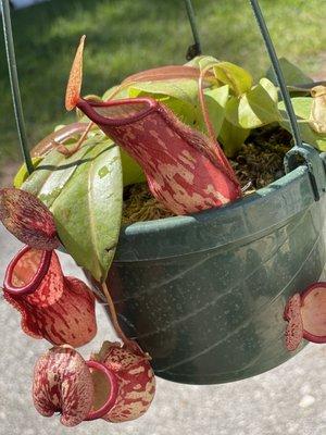 Nepenthes (Pitcher Plant)