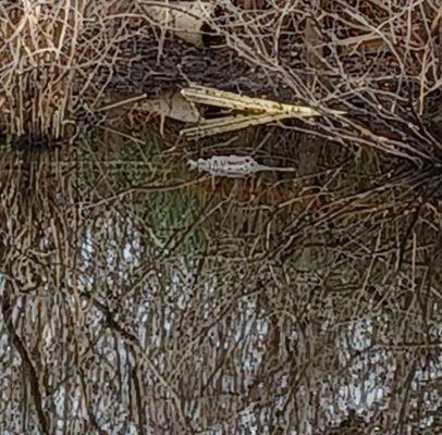 Stopped by to see if the resident gator was having a good day :-) He's taking it easy on a Sunday morn, ah morn-orning :-)