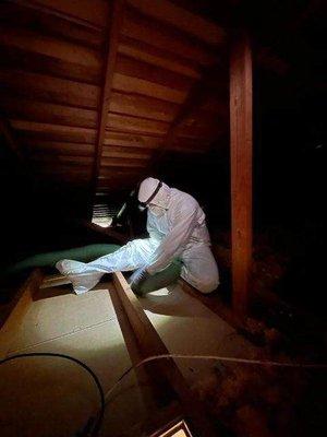 100% attic cleaning!!! From everything.