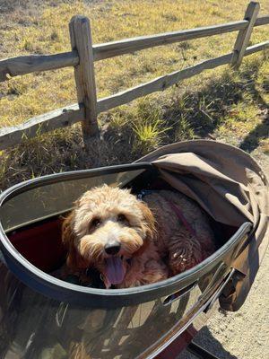 A happy dog!