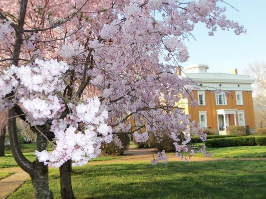 Weeping cherry trees in spring