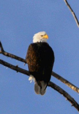 Seen an eagle