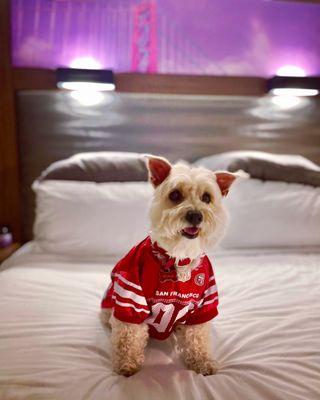 Kona wearing her new 49ers jersey we got from Bow Wow Meow!