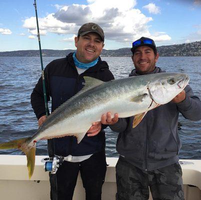 Yellowtail off Laguna Beach California