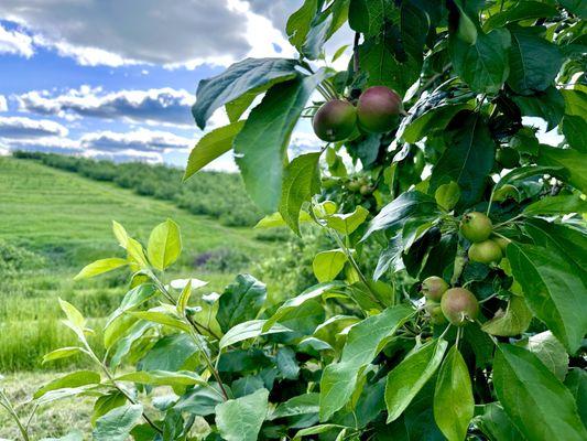 Kickapoo Orchard