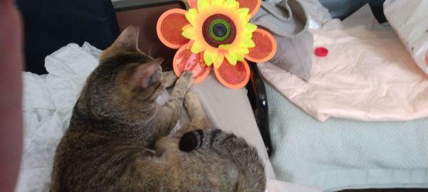 Lucky Star new pinwheel is in the yard and she's watching it spin in her perch in the bay window. MEOW