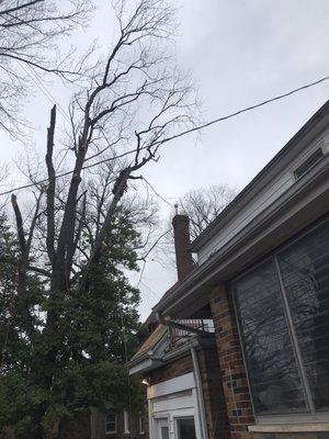 Cutting one side of a cherry tree lining over the house .