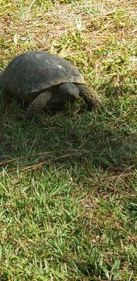 Gofer Turtles live at the campground.