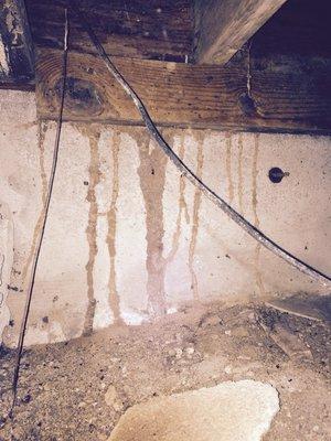 Termite shelter tubes in crawlspace