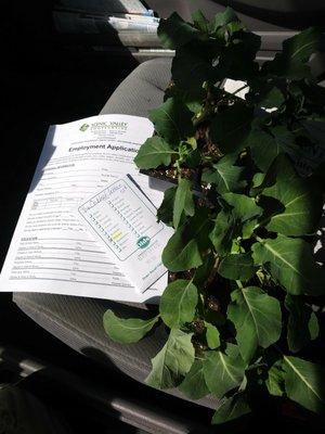 Bedding plants