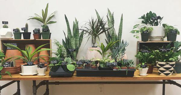 Houseplants!  Cacti, succulents, air plants and tropicals with handmade pottery and baskets.