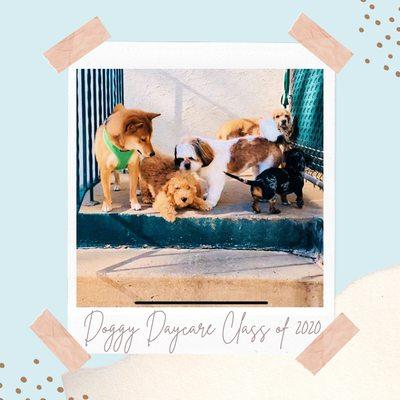 If you or any of your family members/friends are interested in doggy daycare visit our website https://www.paolivet.com/boarding/