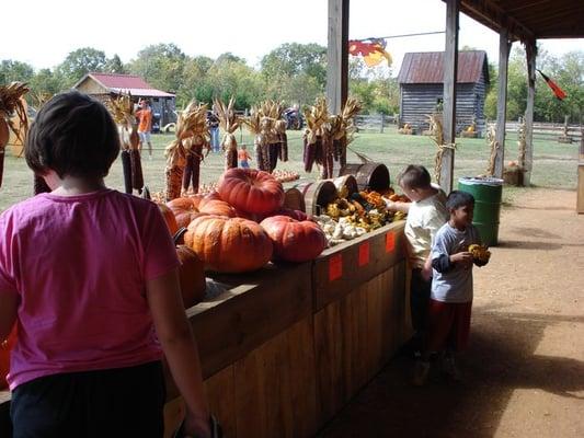 Lots of gourds, corn and specialty punkins!