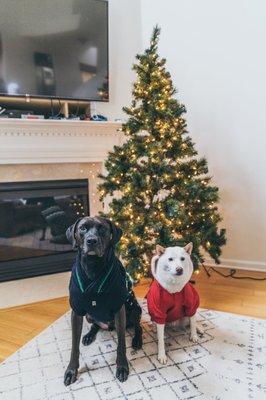 Christmas photo of my furbabies