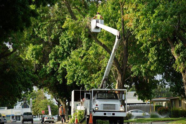 Tree Service