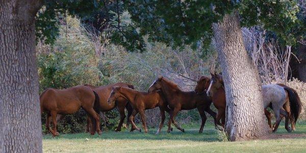 Wild horses in the park