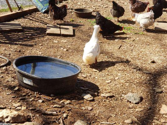 Rosslyn the duck is doing great.  Her feathers have almost fully grown back.  She is very happy to be outside again.