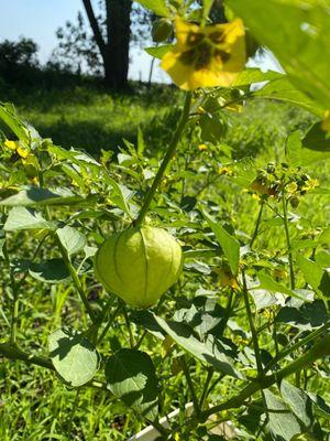 Tomatillo